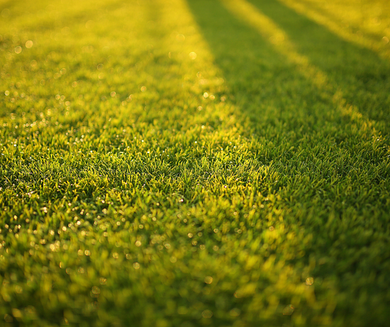 6 Tips to Keep Your Lawn Looking Great
